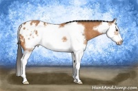 Horse Color:Bay Splash Frame Appaloosa  Brindle