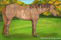 Horse Color:Plaid  Bay Splash Frame  Brindle