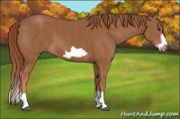 Horse Color:Chestnut Splash Frame Brindle