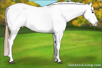 Horse Color:Chestnut Blanket 