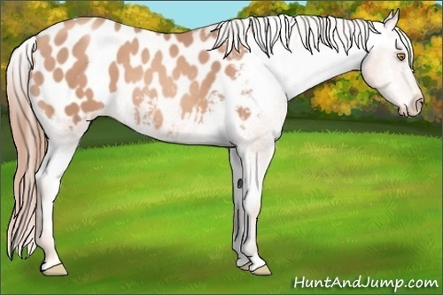 Horse Color: Gold Champagne Blanket 