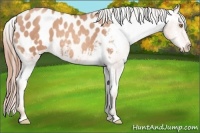 Horse Color:Gold Champagne Appaloosa 