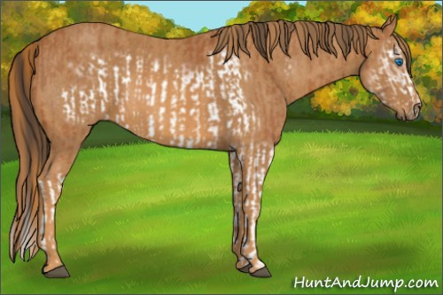 Horse Color: Bay Splash Frame  Brindle