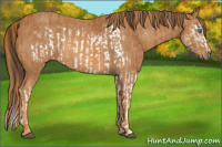 Horse Color:Bay Splash Frame Brindle