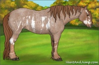 Horse Color:Red Roan Splash Frame  Brindle