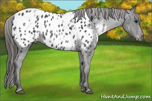 Horse Color: White Spotted Black Near Leopard Rabicano  Brindle