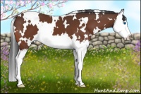 Horse Color:White Spotted Bay Splash 