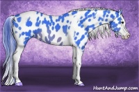 Horse Color:Watercolor Brown Splash Tobiano Appaloosa 