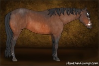 Horse Color:Bay Splash Frame  Brindle