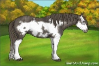 Horse Color:Smoky Black Splash Frame  Brindle