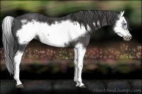 Horse Color:Black Splash Frame  Brindle