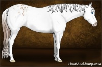 Horse Color:Bay Roan Splash Appaloosa 