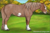 Horse Color:Red Roan Splash Frame  Brindle