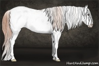 Horse Color:Liver Chestnut Sabino Splash 