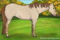 Horse Color:Red Dun Splash Frame  Brindle