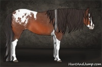 Horse Color:Brown Roan Splash Tobiano Appaloosa 