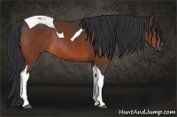 Horse Color:Bay Tobiano Rabicano 