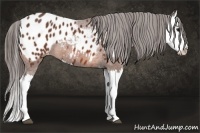 Horse Color:Bay Splash Appaloosa 