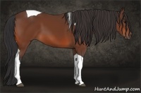 Horse Color:Bay Tobiano 