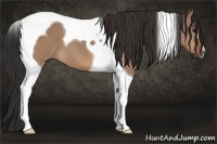 Horse Color:Bay Dun Tobiano 