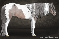 Horse Color:Brown Tobiano Appaloosa 
