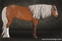 Horse Color:Silver Buckskin 