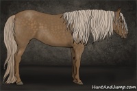 Horse Color:Chocolate Palomino Roan 