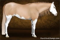 Horse Color:Chestnut Pearl Splash 