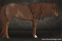 Horse Color:Liver Chestnut 