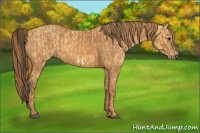 Horse Color:Buckskin Splash Frame  Brindle