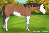 Horse Color:Bay Splash 