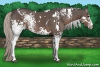 Horse Color:White Spotted Silver Black 
