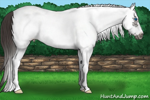 Horse Color: White Spotted Smoky Black Splash Frame 