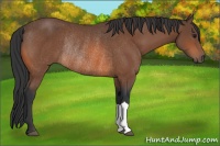 Horse Color:Bay Rabicano 