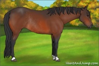 Horse Color:Bay Rabicano 