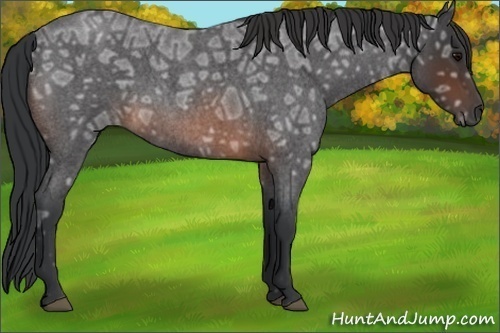 Horse Color: Brown Ice Roan 