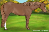 Horse Color:Chestnut 