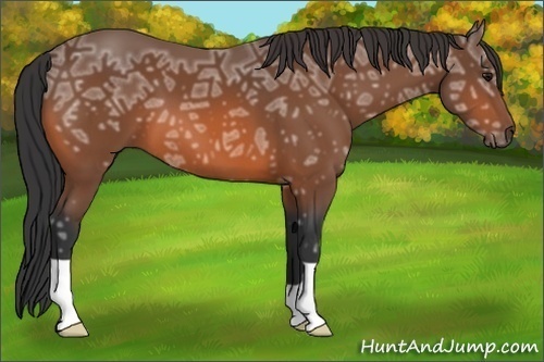 Horse Color: Bay Ice 
