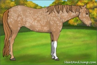 Horse Color:Chestnut Ice Rabicano