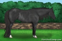 Horse Color:Liver Chestnut Rabicano 