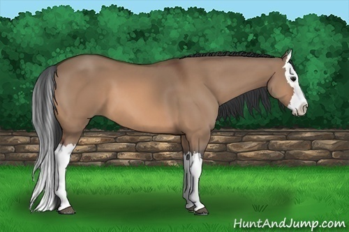 Horse Color: Bay Dun Splash 