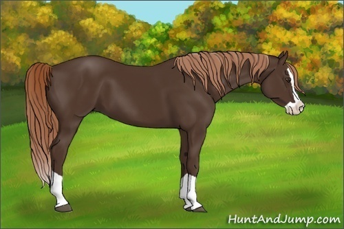 Horse Color: Liver Chestnut Splash 