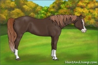 Horse Color:Liver Chestnut Splash 