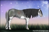 Horse Color:Blue Roan Splash 