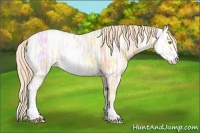 Horse Color:Gold Champagne Ice Sabino
