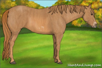 Horse Color:Chestnut Splash Frame  Brindle