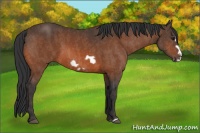 Horse Color:Bay Frame Brindle