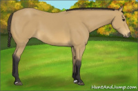 Horse Color:Buckskin 