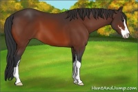 Horse Color:Bay Sabino
