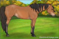Horse Color:Bay Rabicano 
